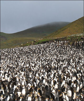 20120520-penguins RoyalPenguins4.JPG